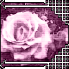Rose/Flowers